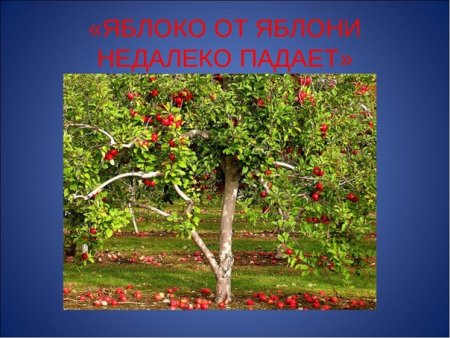 Яблоко от яблони недалеко падает