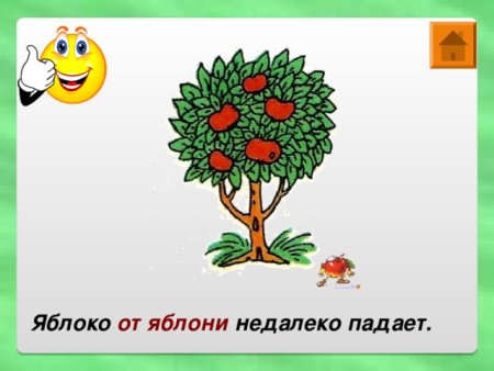 Поговорка яблоко от яблони недалеко падает