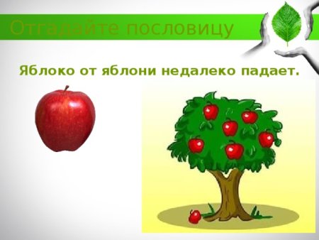 Пословицы и рисунки к ним