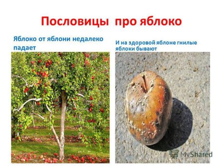 Ябл…ко от ябл…ни недалеко падает.