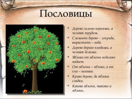 Поговорка яблоко от яблони недалеко падает