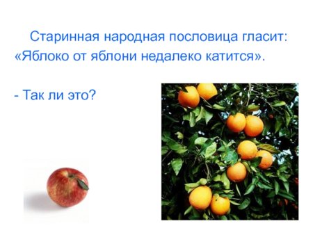 Яблоня с упавшими яблоками