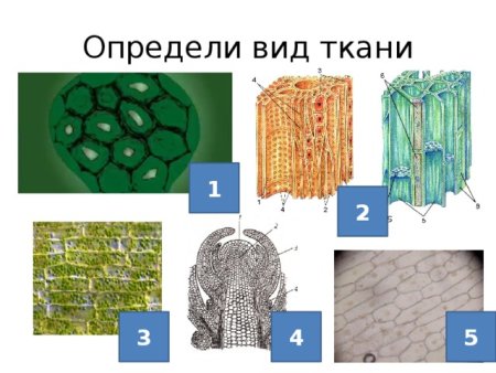 Ткани растительной клетки 6 класс биология