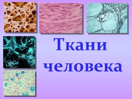 Ткани биология