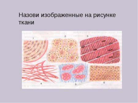 Рисунки тканей человека 8 класс биология