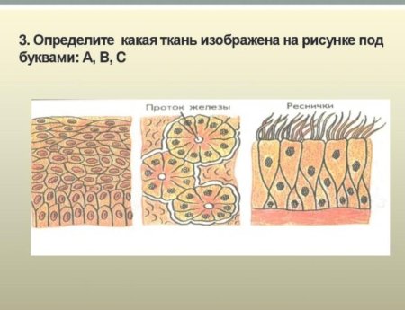 Какие ткани изображены на картинке?