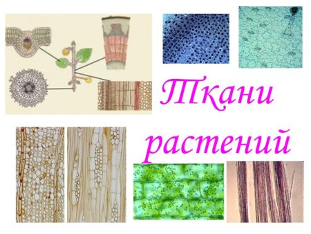 Растительные ткани