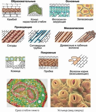 Строение растительных тканей 6 класс биология