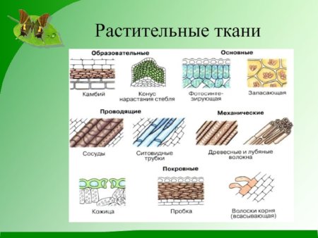 Строение клетки и ткани растений