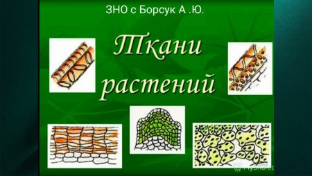 Повторить ткани растений