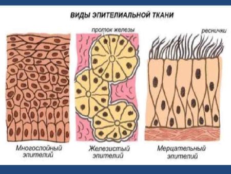 Железистый эпителий ткань