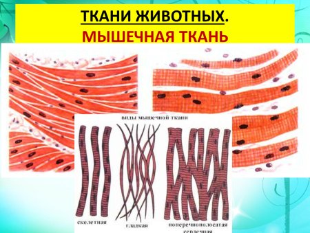 Животные ткани 5 класс биология