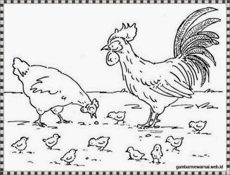 Курица и петух раскраска