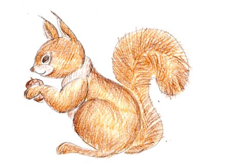 Белка для детей