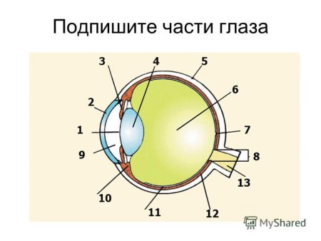 Схема строения глазного анализатора