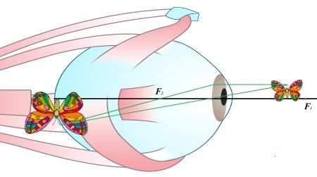 Строение глаза сбоку