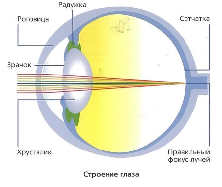 Схема глаза при близорукости и дальнозоркости