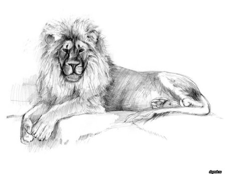 Раскраска дикий Лев