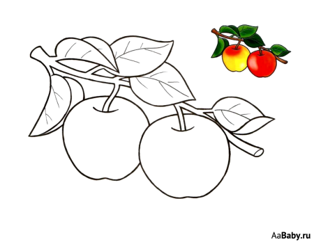 Раскраска яблоки на ветке