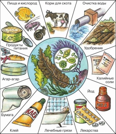 Значение и использование водорослей