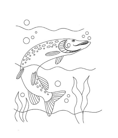 Щука раскраска