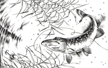 Щука рисунок