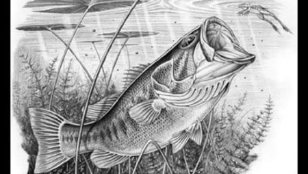 Щука раскраска