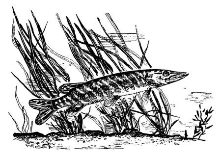 Выжигание по дереву рыба