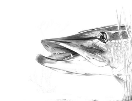 Рыба простым карандашом