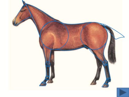 Детские рисунки лошадки