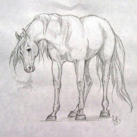 Картинки лошадей карандашом