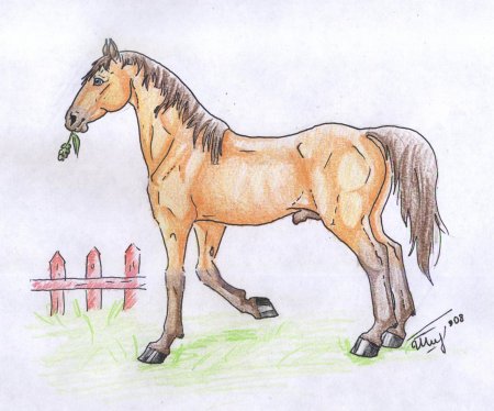 Рисунки на свободную тему лошади