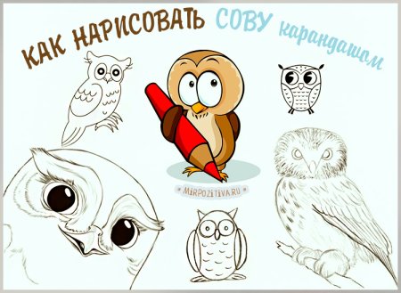 Совенок рисунок карандашом
