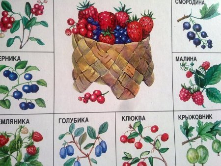Лес для дошкольников