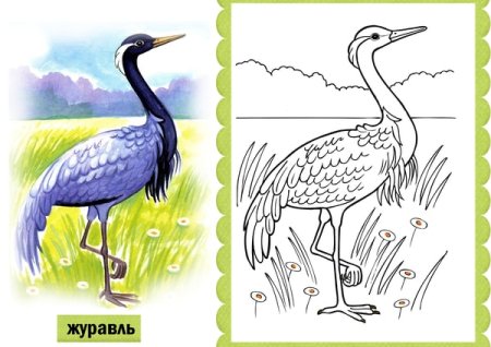 Перелетные птицы раскраска для детей