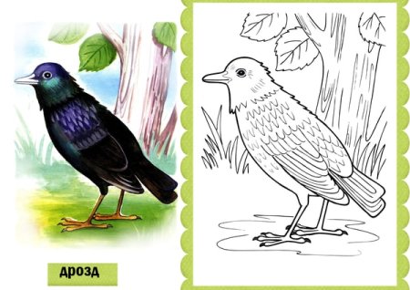 Раскраски перелётные птицы для детей 5-6 лет