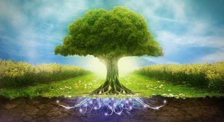 Дерево экология