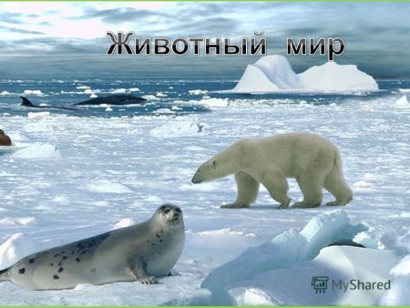 Животный мир Ледовитого океана