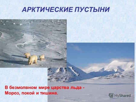 Арктическая пустыня проект