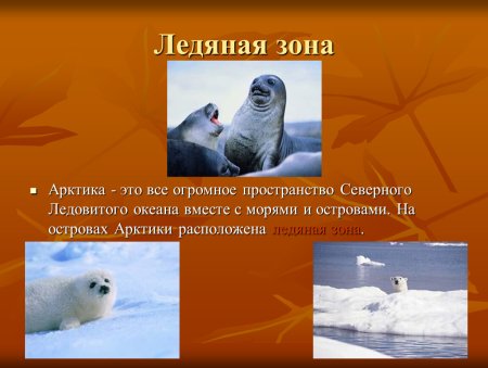 Животные арктической зоны