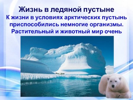 Жизнь в ледяной пустыне