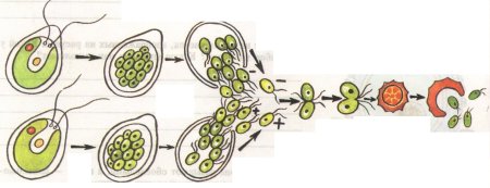 Схема полового размножения биология 6 класс