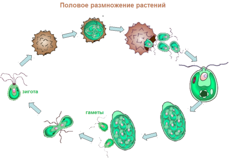Половое размножение биология