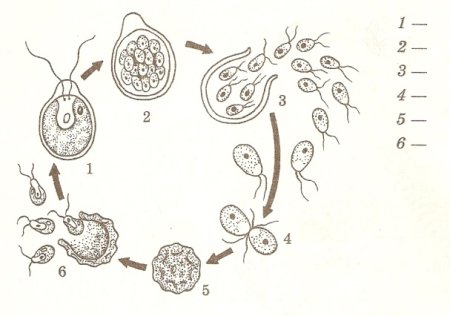 Половое размножение споровых растений