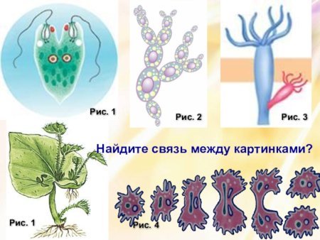 Схема деления хламидомонады