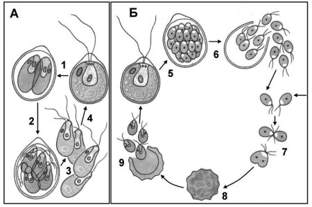 Схема размножения хламидомонады биология 6 класс