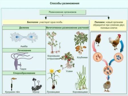 Размножение организмов бесполое размножение