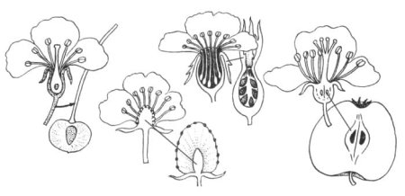 Рисунок размножение покрытосеменных растений