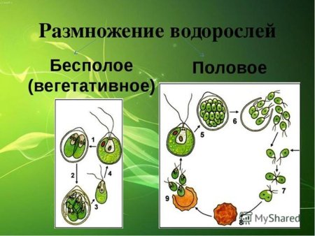 Бесполое размножение водорослей схема