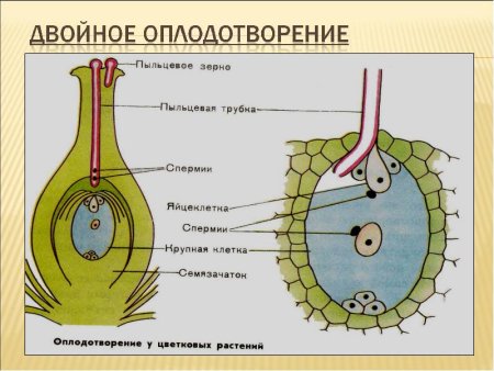 Биология 6 класс способы размножения бесполое размножение